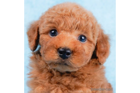 成約済の東京都のトイプードル-225168